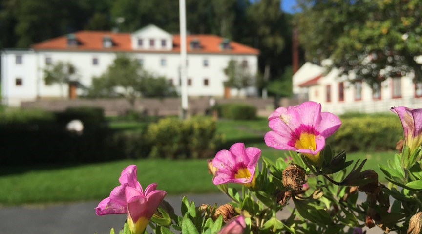 Rosa blommor framför vit skolbyggnad